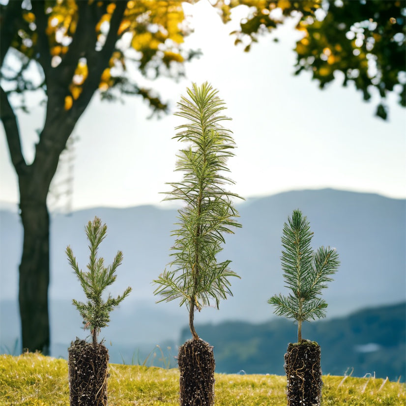 Sprout to Spectacle: The Enthralling Journey of Bonsai from Seed