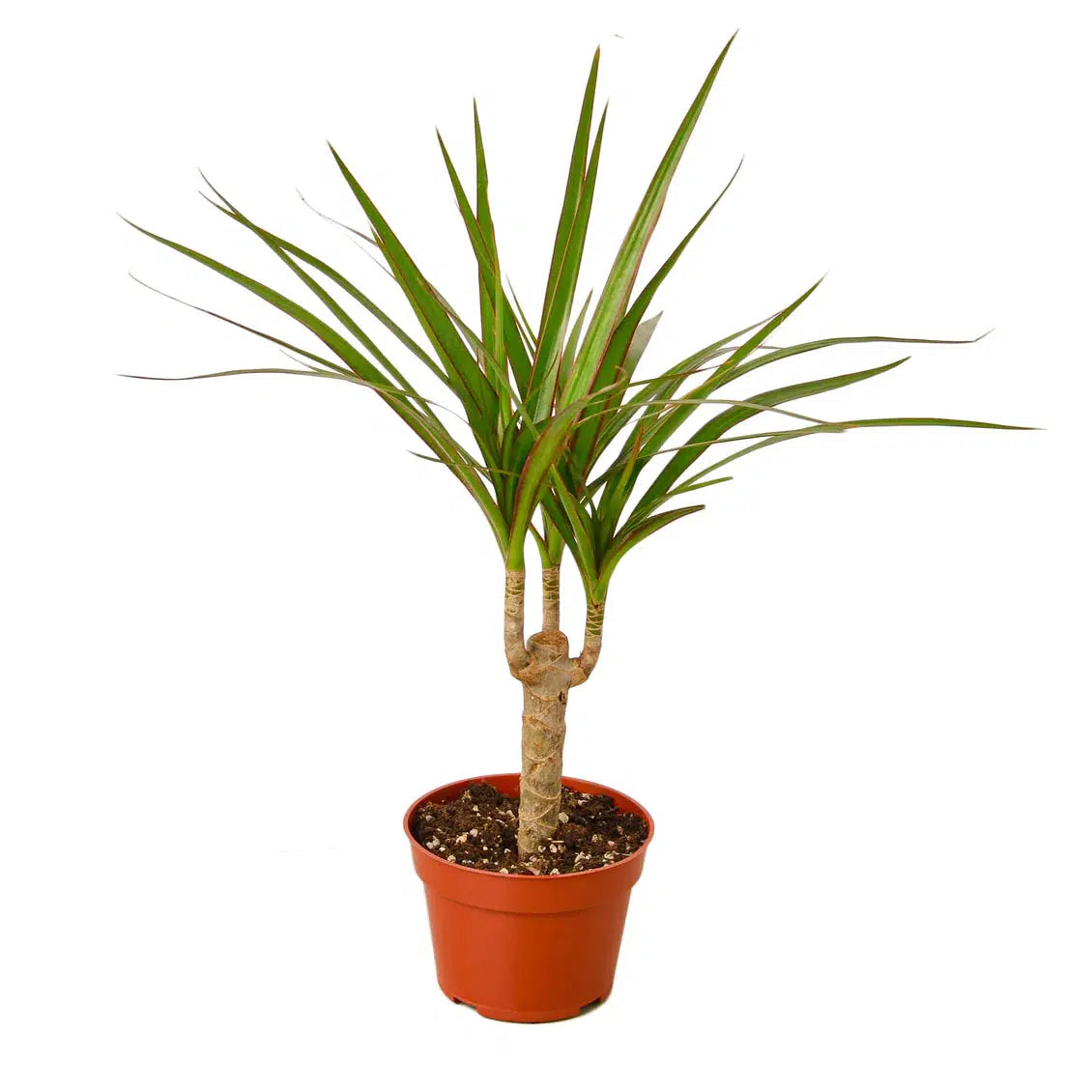 Dragon Tree ‘Dracaena Marginata Cane’