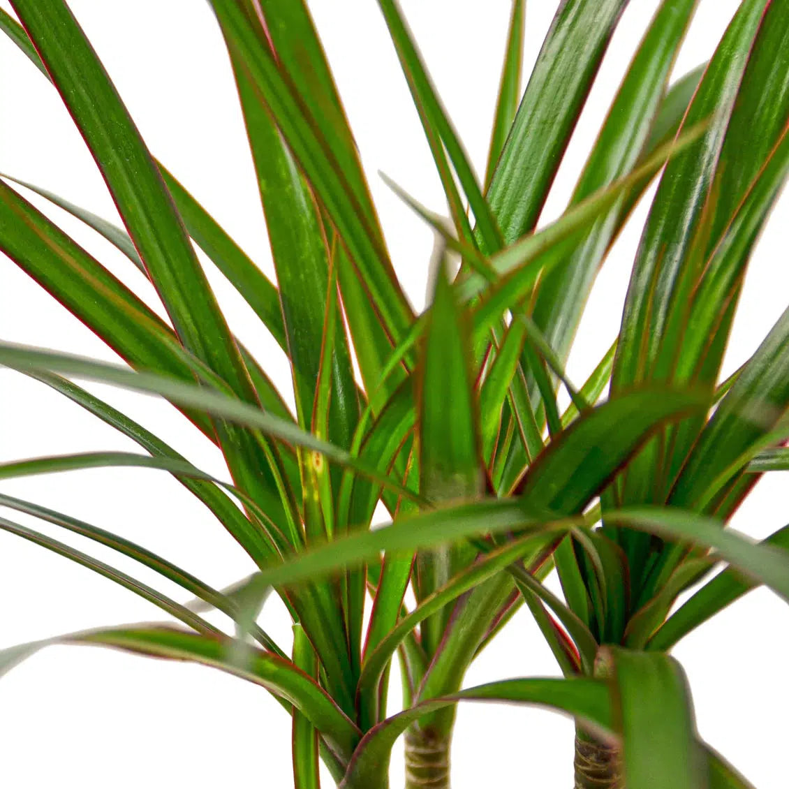 Dragon Tree ‘Dracaena Marginata Cane’