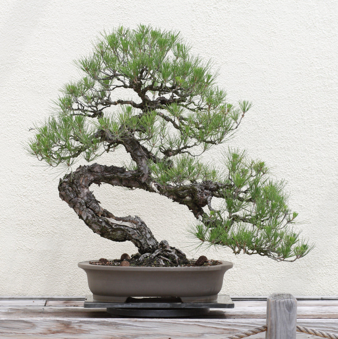 Japanese Black Pine Bonsai: Tiny Titan of Serenity