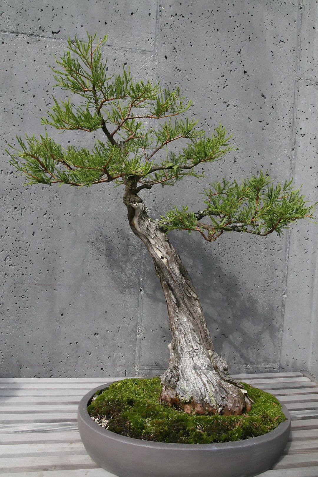 Sprout to Spectacle: A Beginner's Guide to Building a Bald Cypress Bonsai