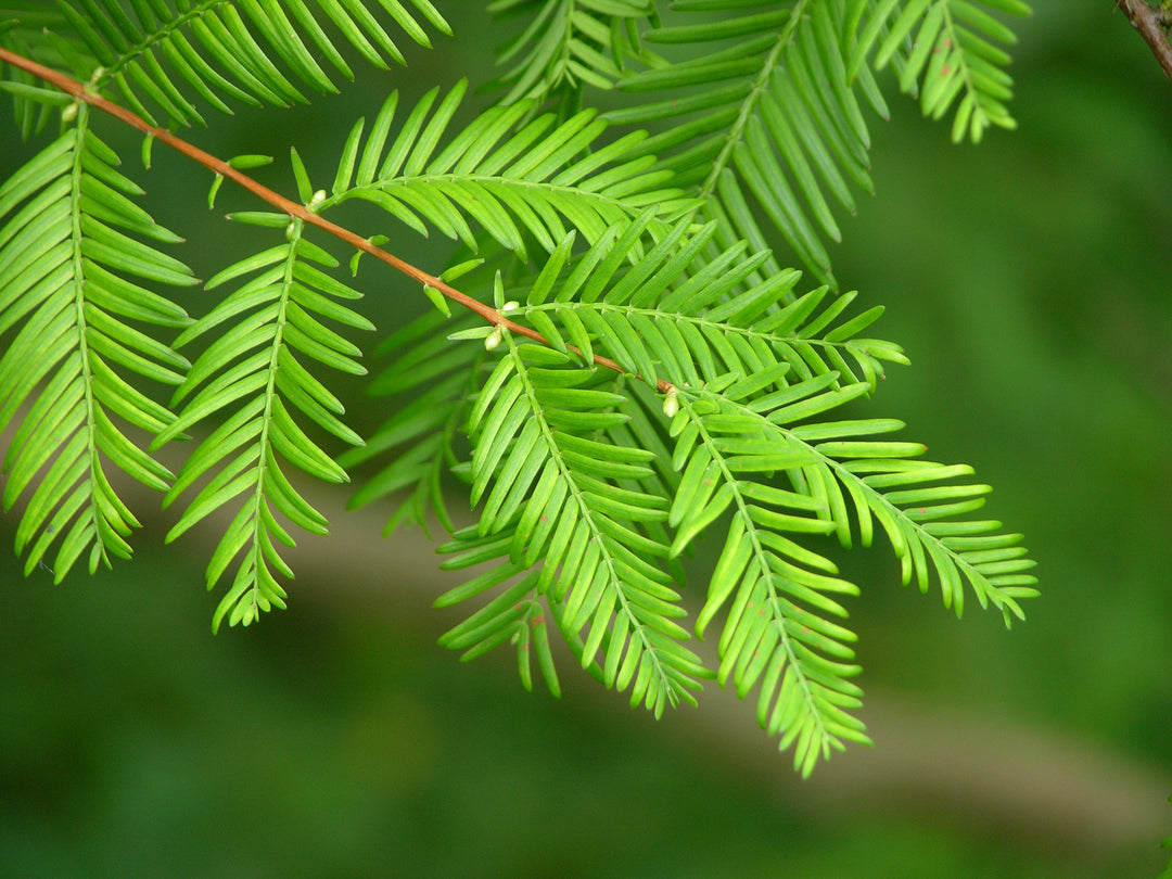 Dawn Redwood Bonsai: Cultivate Your Own Prehistoric Paradise in Miniature