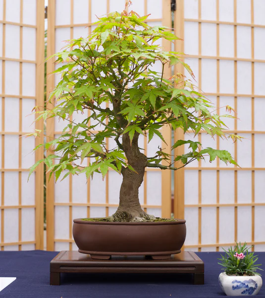 Japanese Maple Bonsai: Cultivating a Miniature Marvel with a Japanese Maple