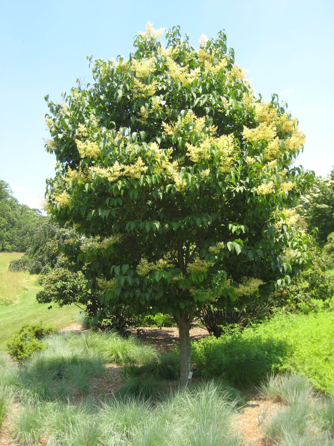 Japanese Tree Lilac Bonsai: Cultivating a Tiny Lilac Wonderland with a Japanese Tree Lilac Bonsai