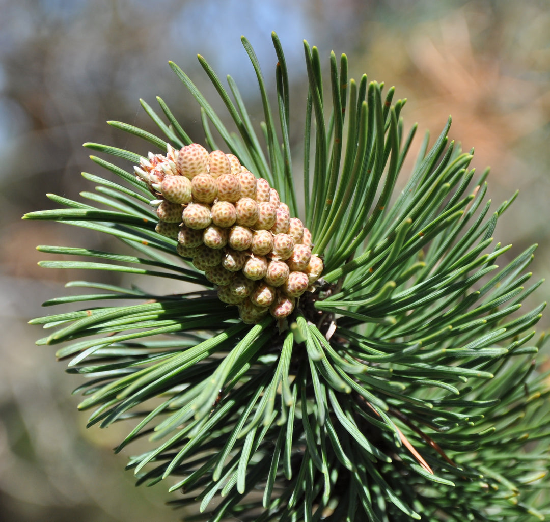 Mugo Pine Bonsai: Tiny Tree, Big Character