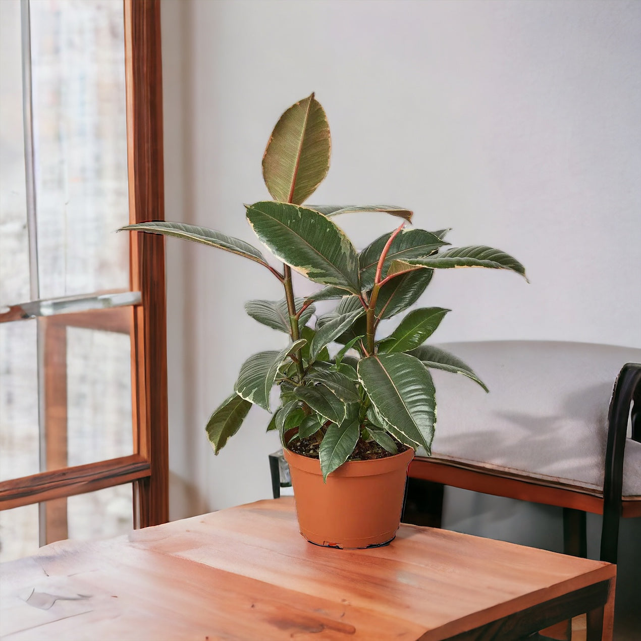 The Ficus Tineke: A Splash of Cream and Green for Your Indoor Jungle