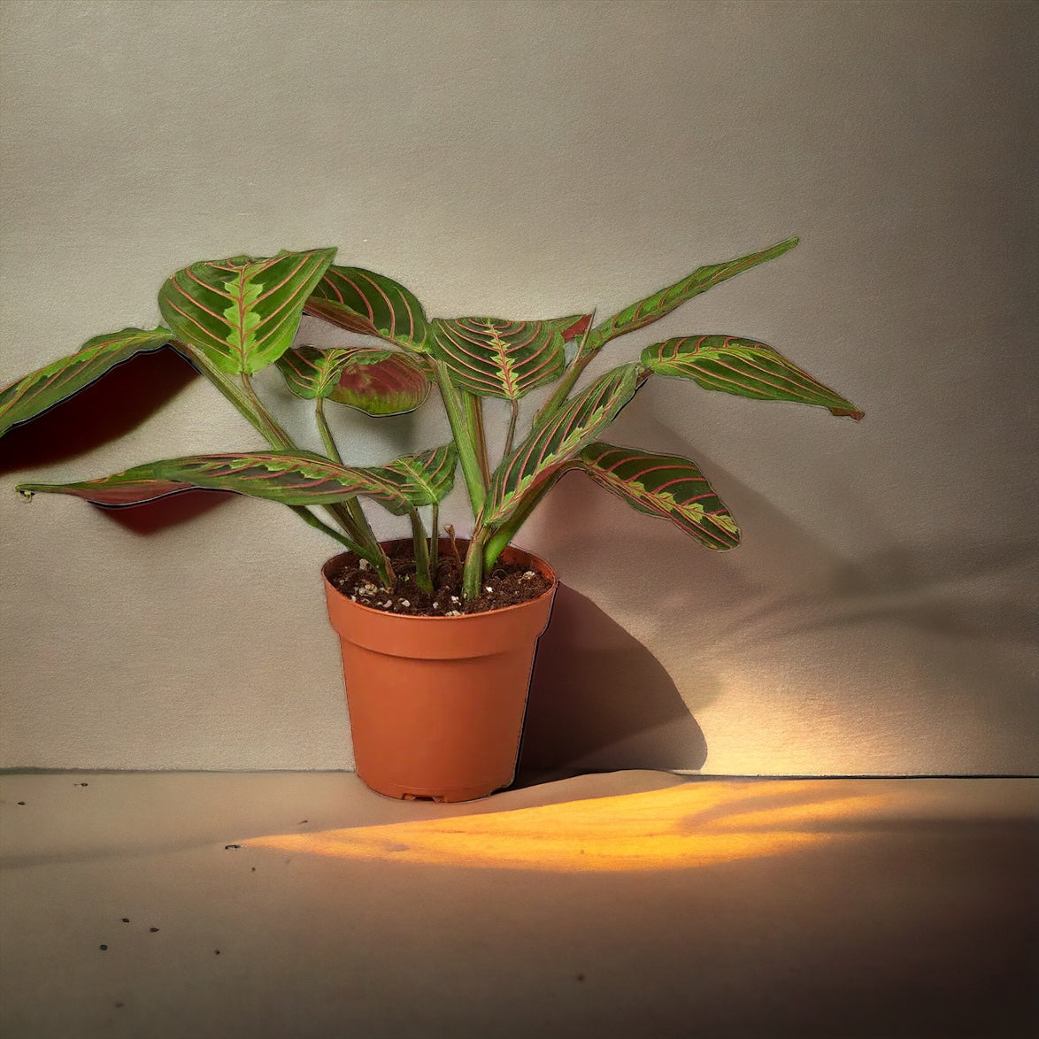 The Maranta Red Prayer: A Jewel-Toned Symphony for Your Home