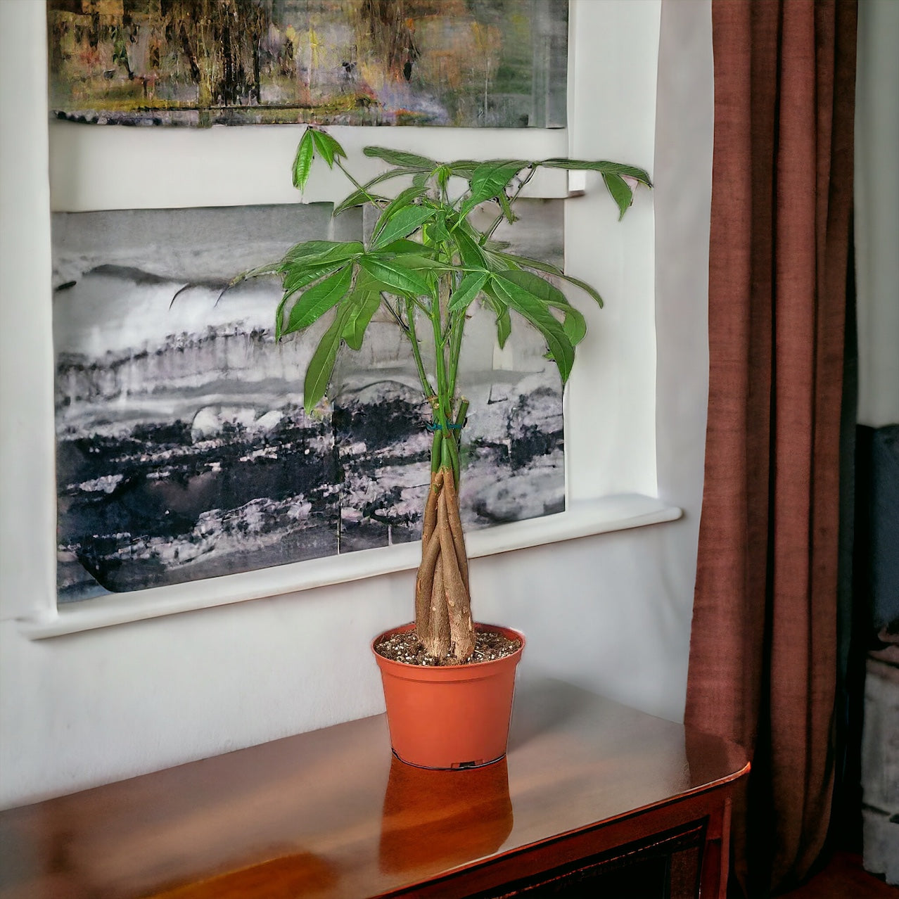 The Money Tree: Weaving Luck and Lush Greenery into Your Home