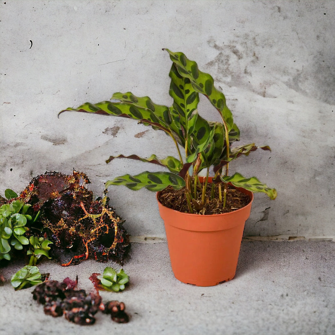 The Rattlesnake Plant: A Jewel-Toned Symphony for Your Home