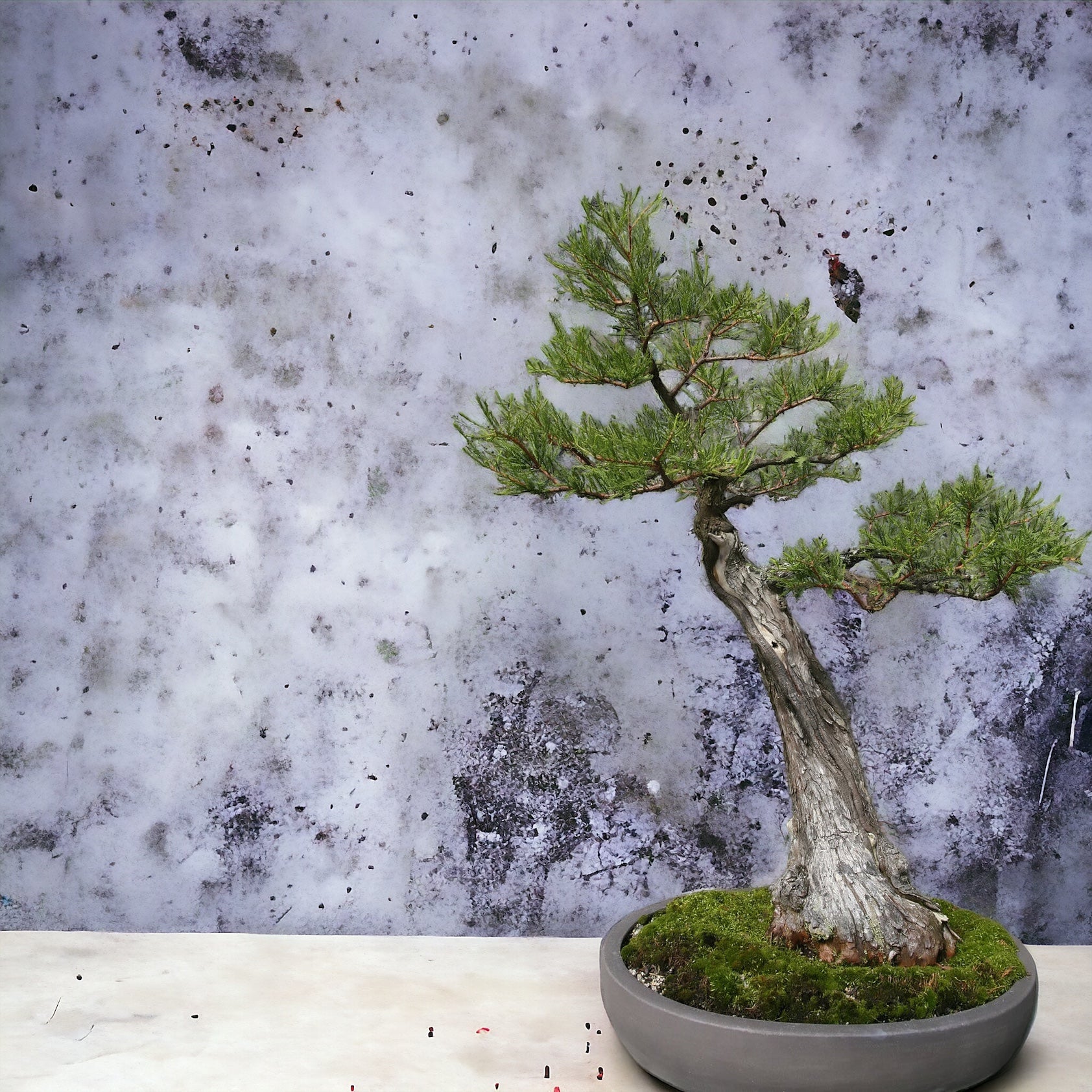 Bald Cypress Bonsai: Your Pocket-Sized Swamp Comes Home