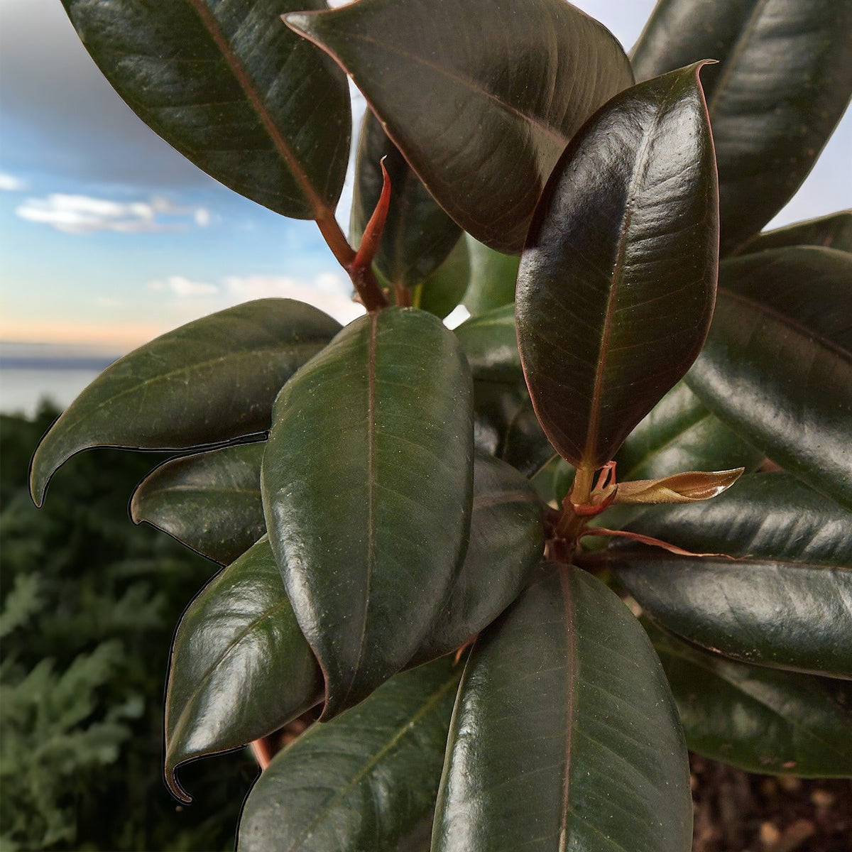 Burgundy Rubber Tree Bonsai: Lush Leaves, Low Maintenance