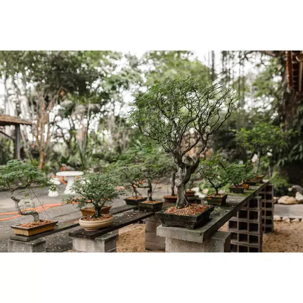 The Past, Present, and Future of Bonsai