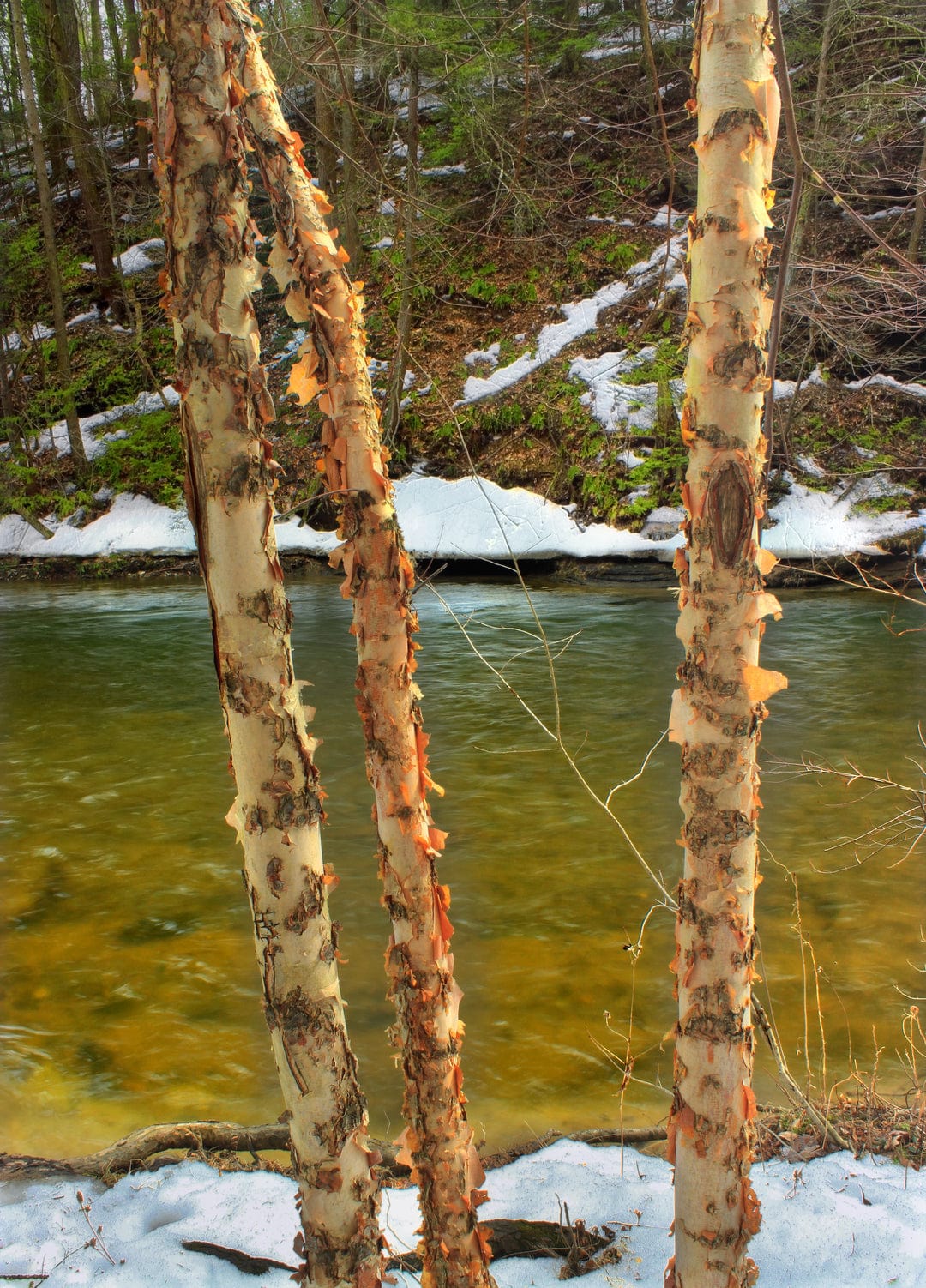 River Birch Seedling - M