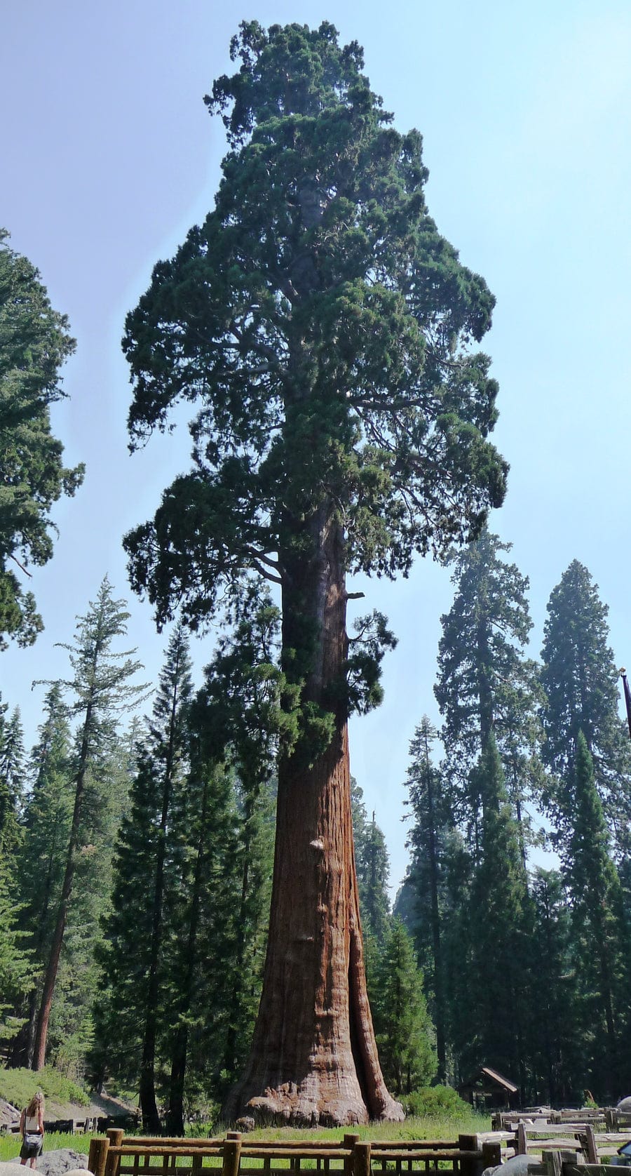 Giant Sequoia Seedling - S/M/XL
