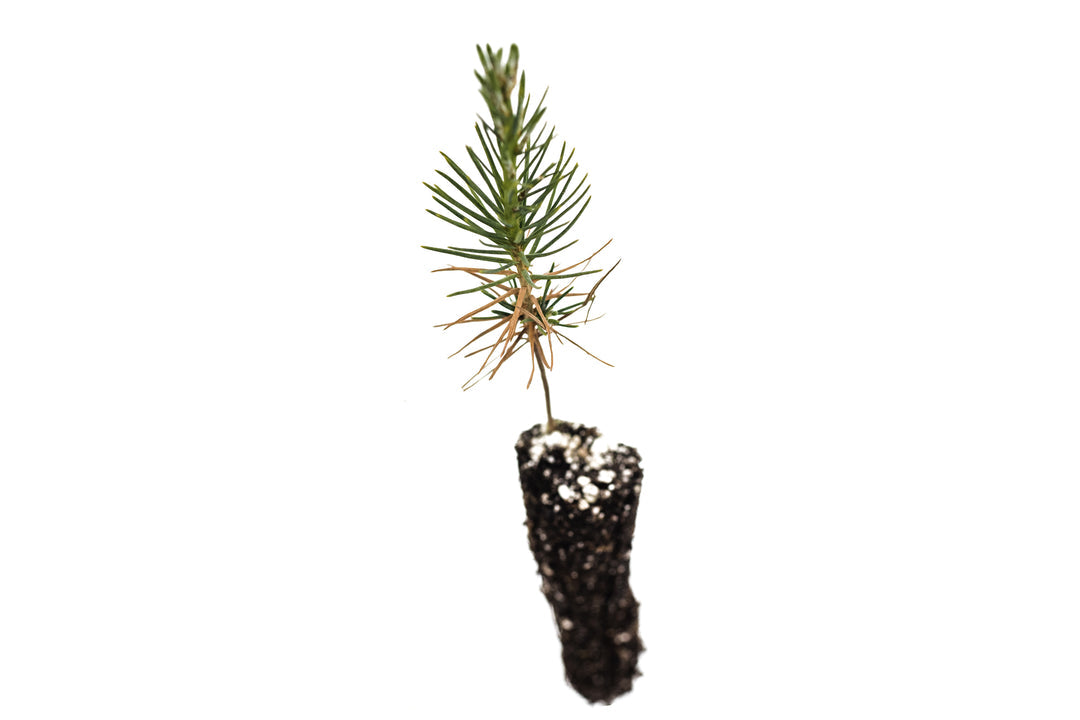 Japanese Black Pine - S/M