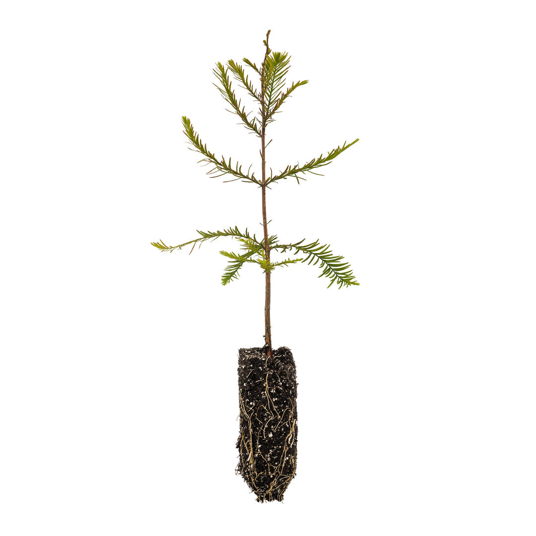 Bald Cypress Seedling - S/M/XL