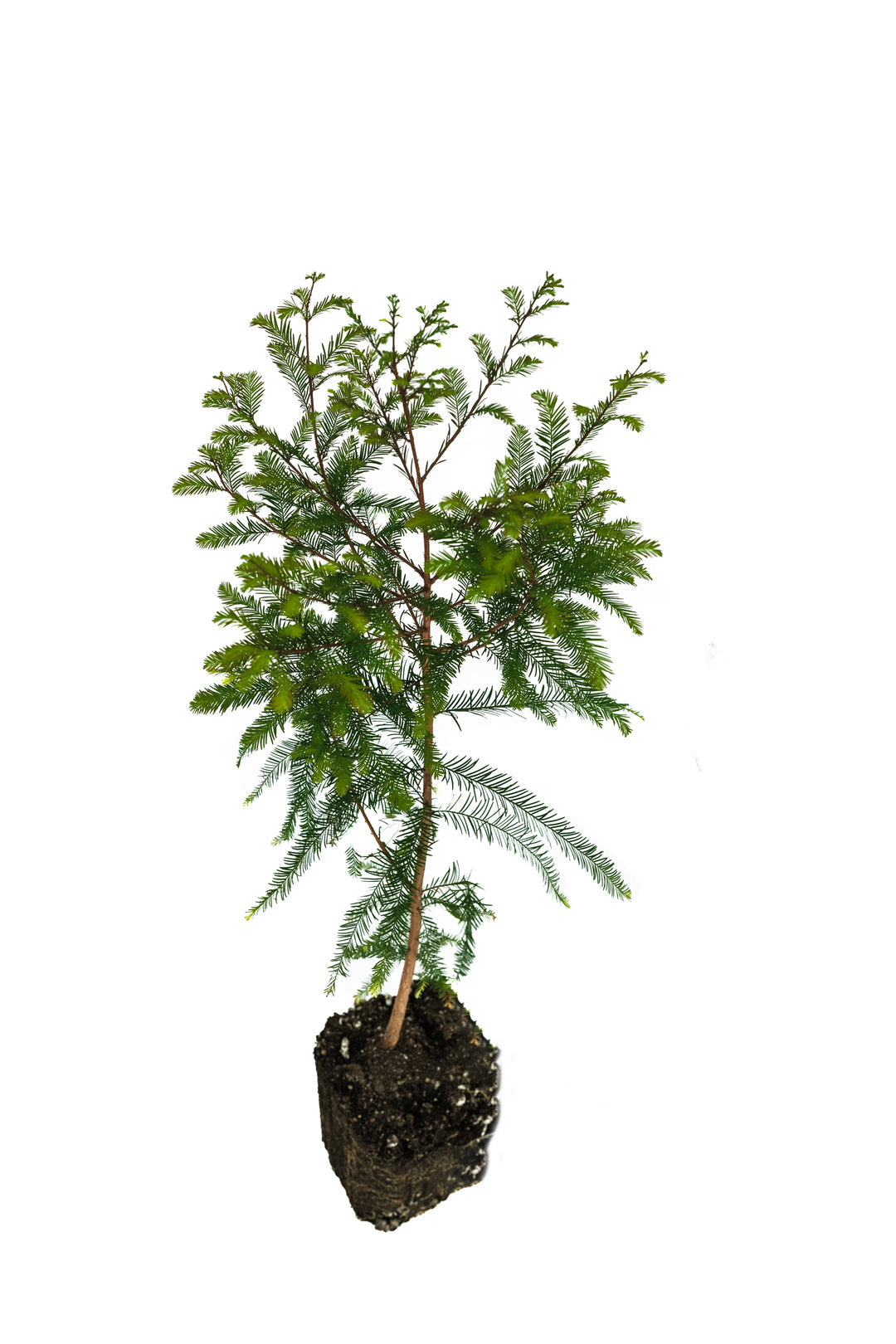 Bald Cypress Seedling - S/M/XL