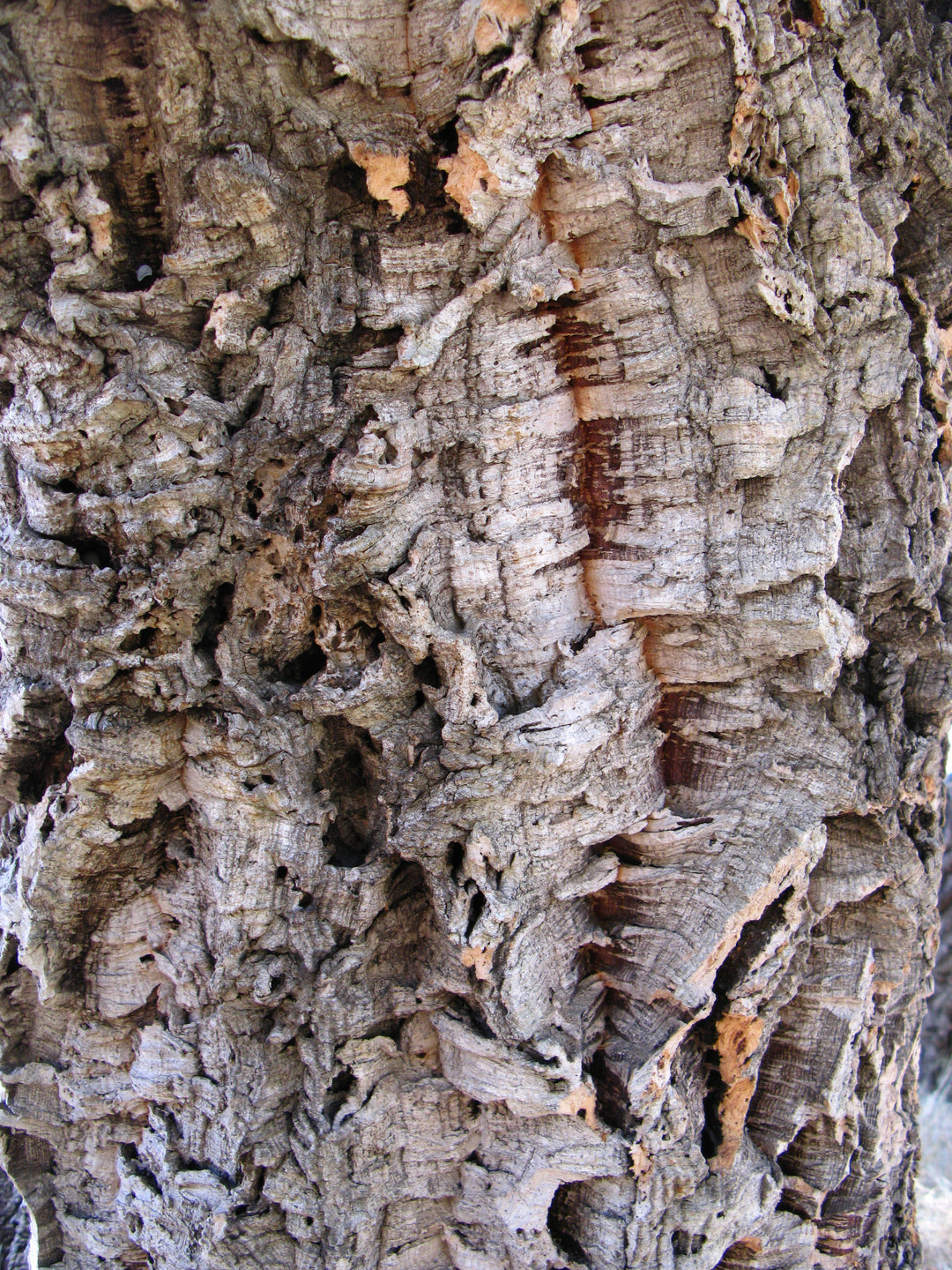Cork Oak Seedling - M