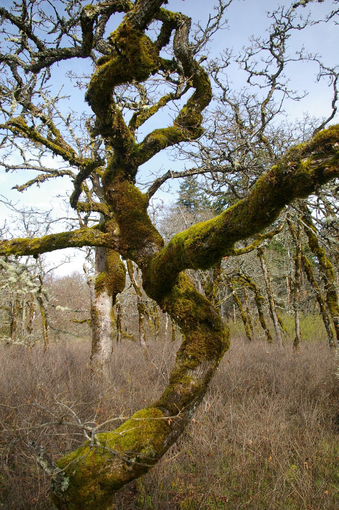 Oregon White Oak Seedling - M