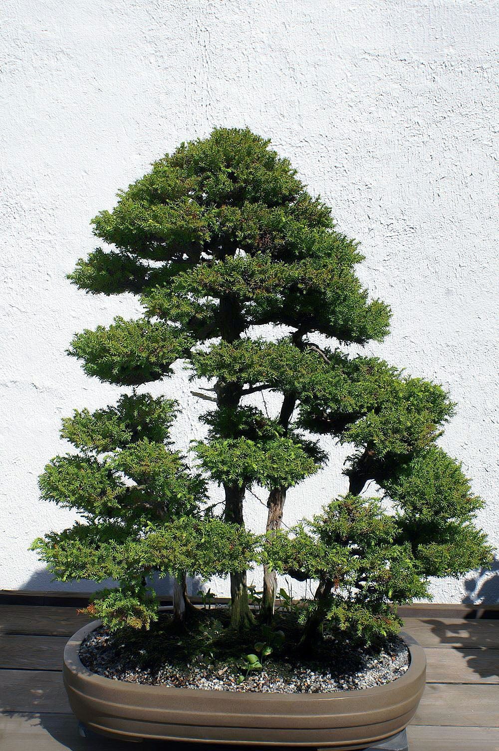 Japanese Cedar Seedling - S/M