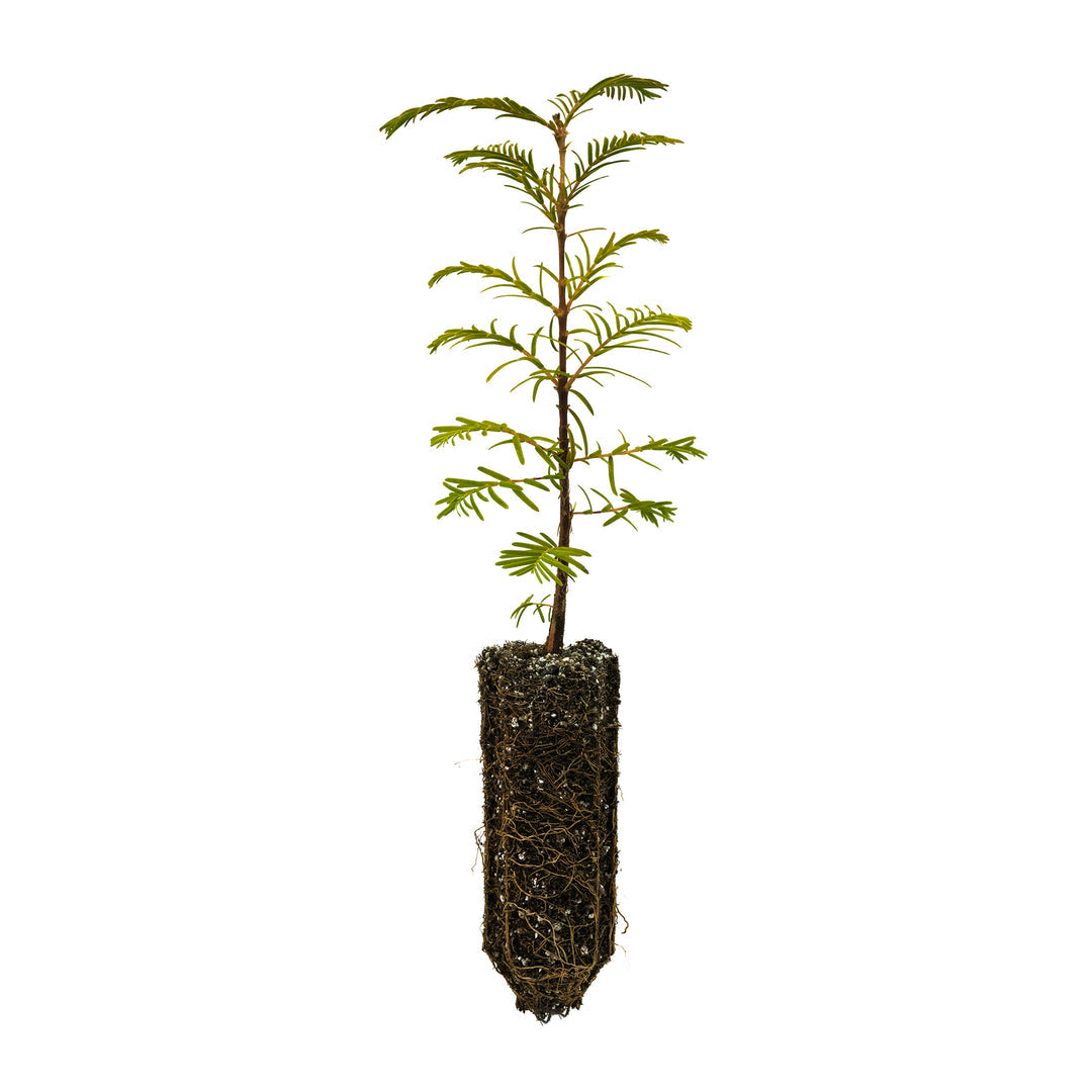 Dawn Redwood Seedling - S/M/XL
