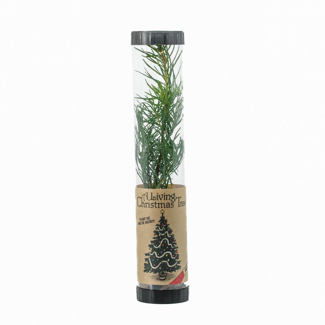Living Christmas Tree Seedling Kit