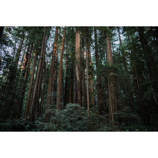 Coast Redwood Tree Seedling Kit