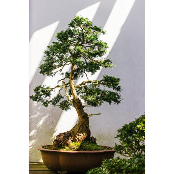 Bonsai Tree Starter Seedling Kit