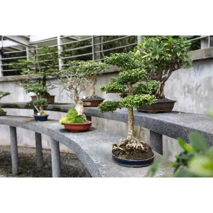 Bonsai Tree Bundle - 5 Seedlings