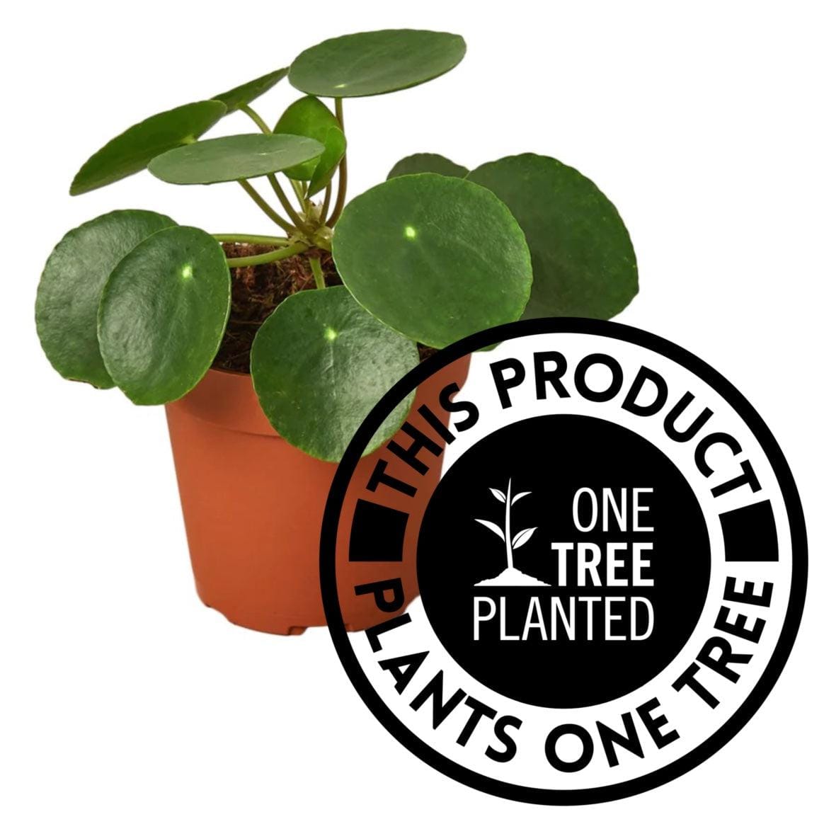 Pilea “Pass It On” Plant