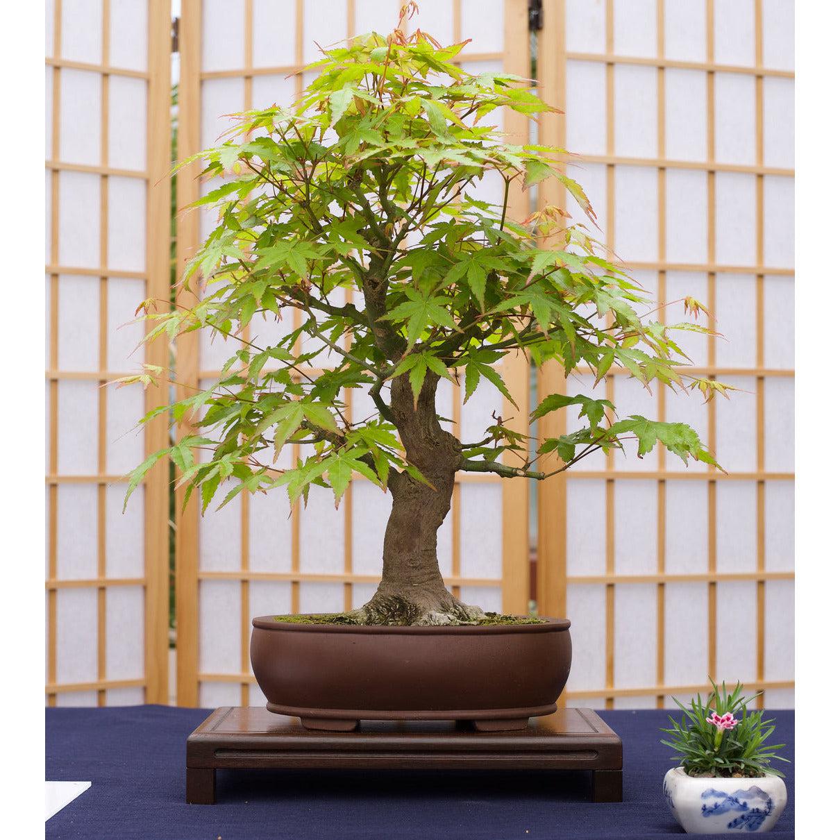 Japanese Maple Tree Seedling - S/M