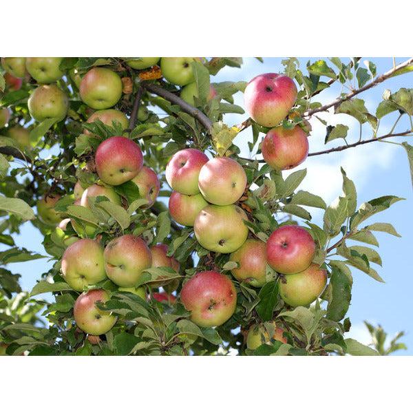 Apple Tree Seed Grow Kit