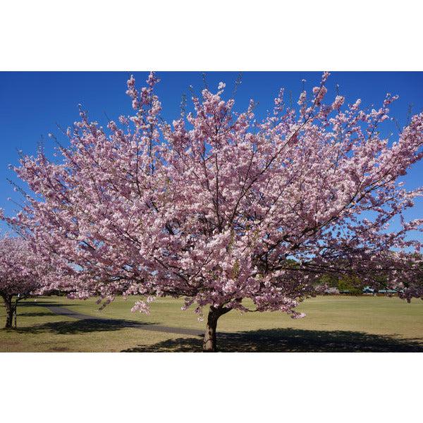 Flowering Cherry Blossom Seed Grow Kit