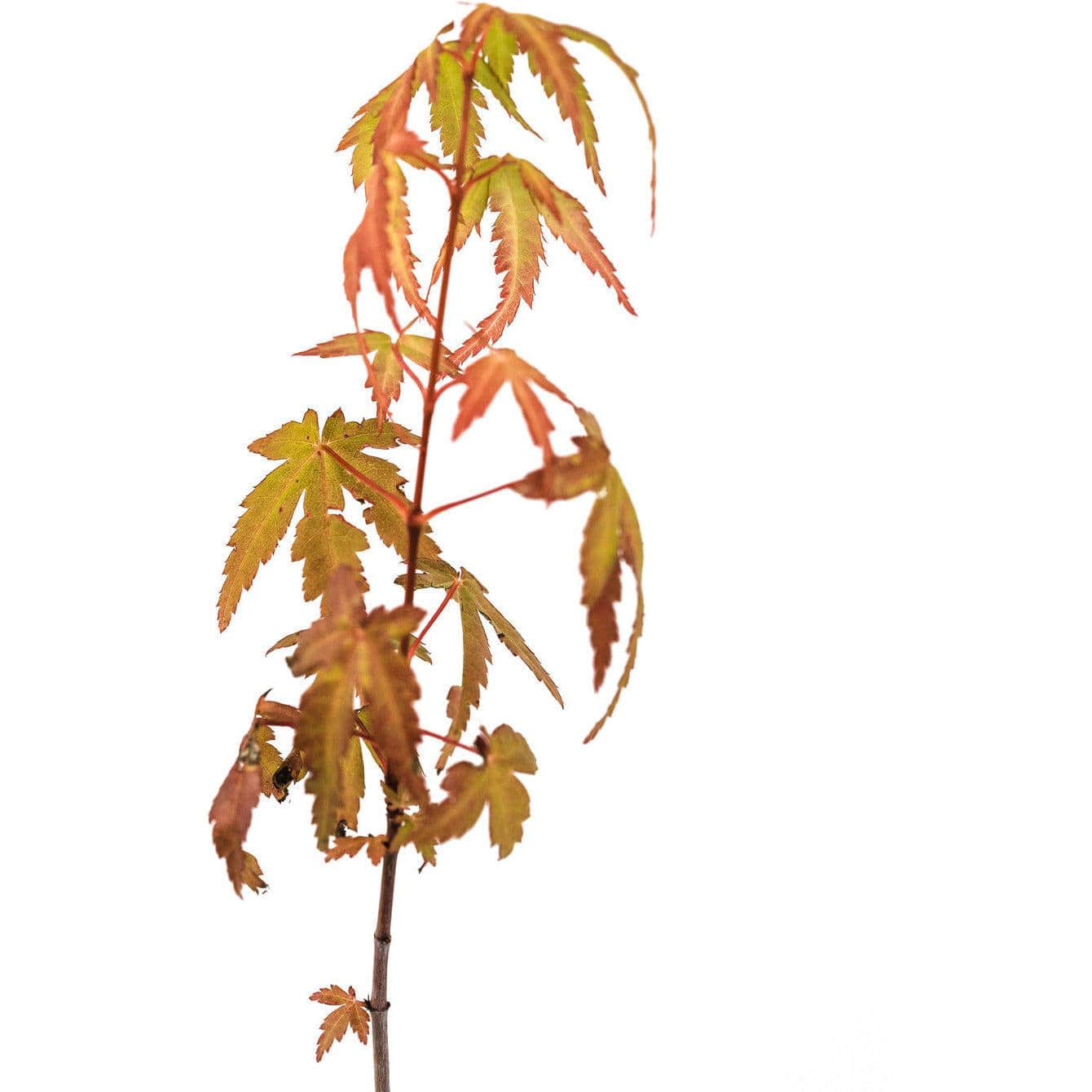Japanese Maple Tree Seedling - S/M